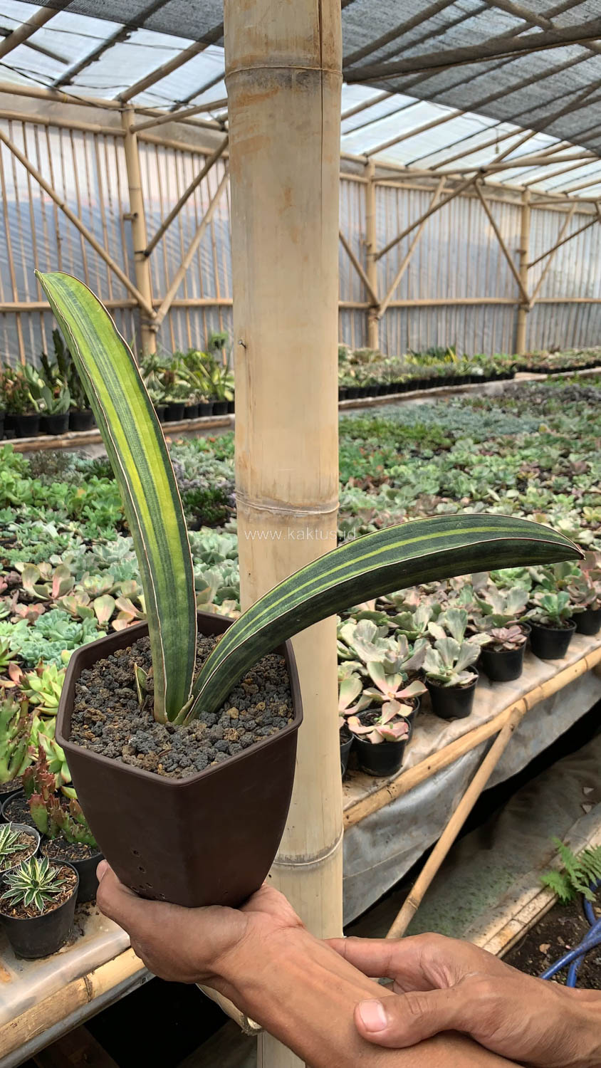 1076. Sansevieria Baseball Variegated - Image 21