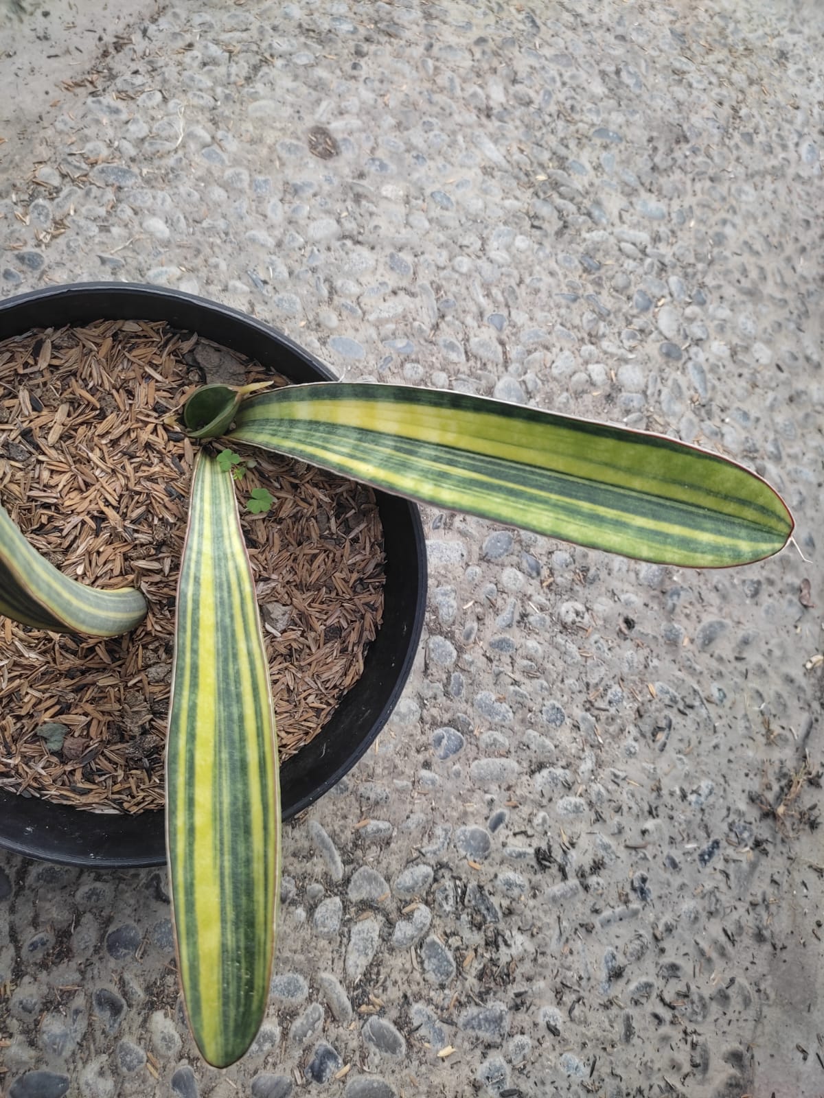 1076. Sansevieria Baseball Variegated - Image 5
