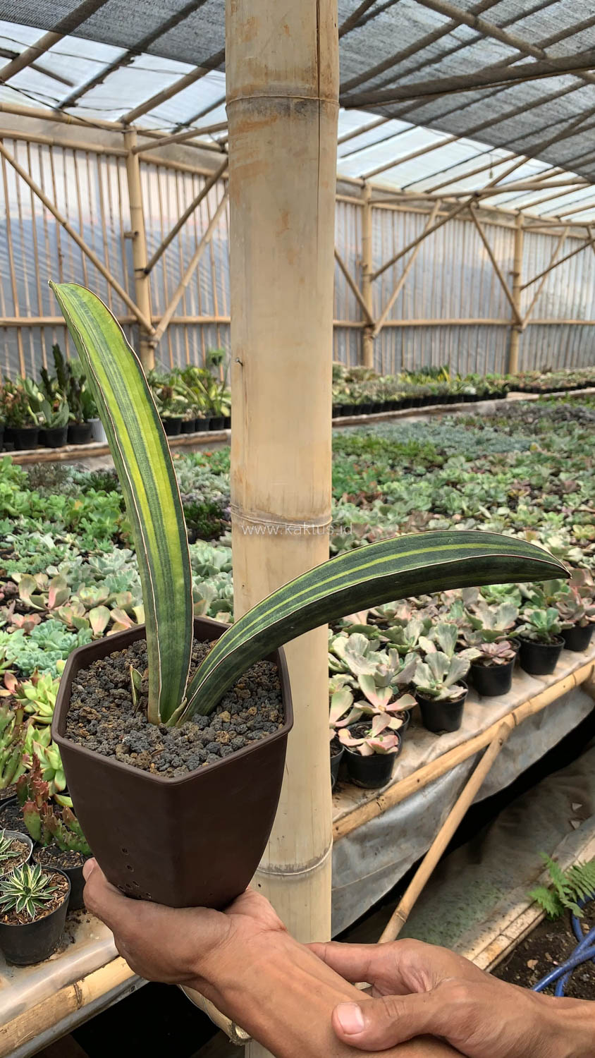 1076. Sansevieria Baseball Variegated - Image 19