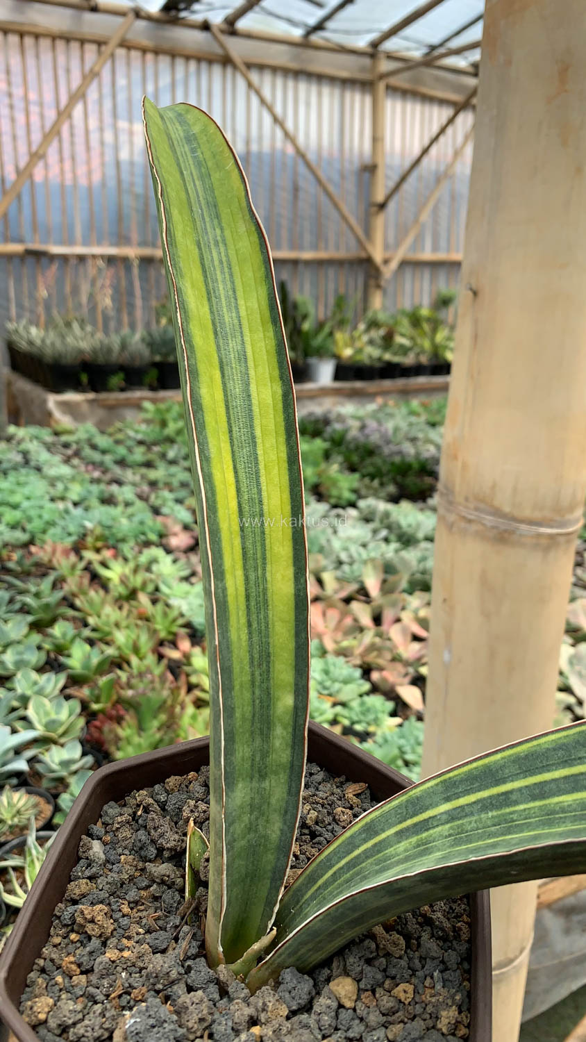 1076. Sansevieria Baseball Variegated - Image 18