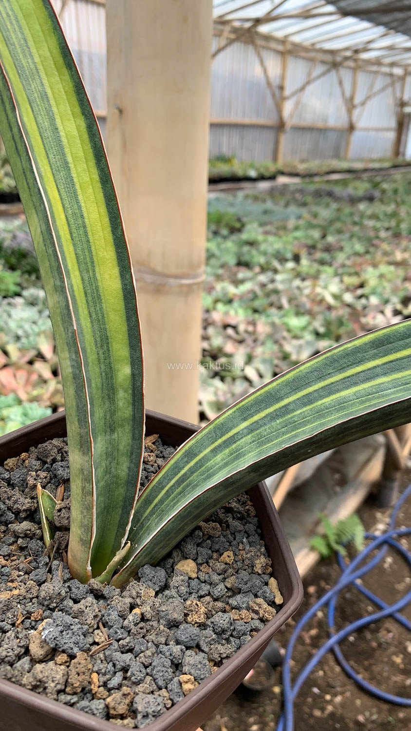 1076. Sansevieria Baseball Variegated - Image 11