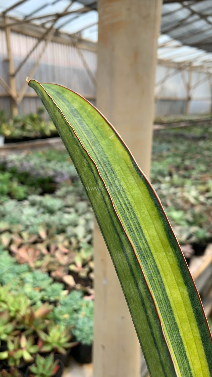 1076. Sansevieria Baseball Variegated - Image 4