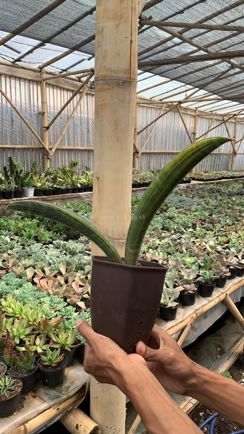 1076. Sansevieria Baseball Variegated - Image 17