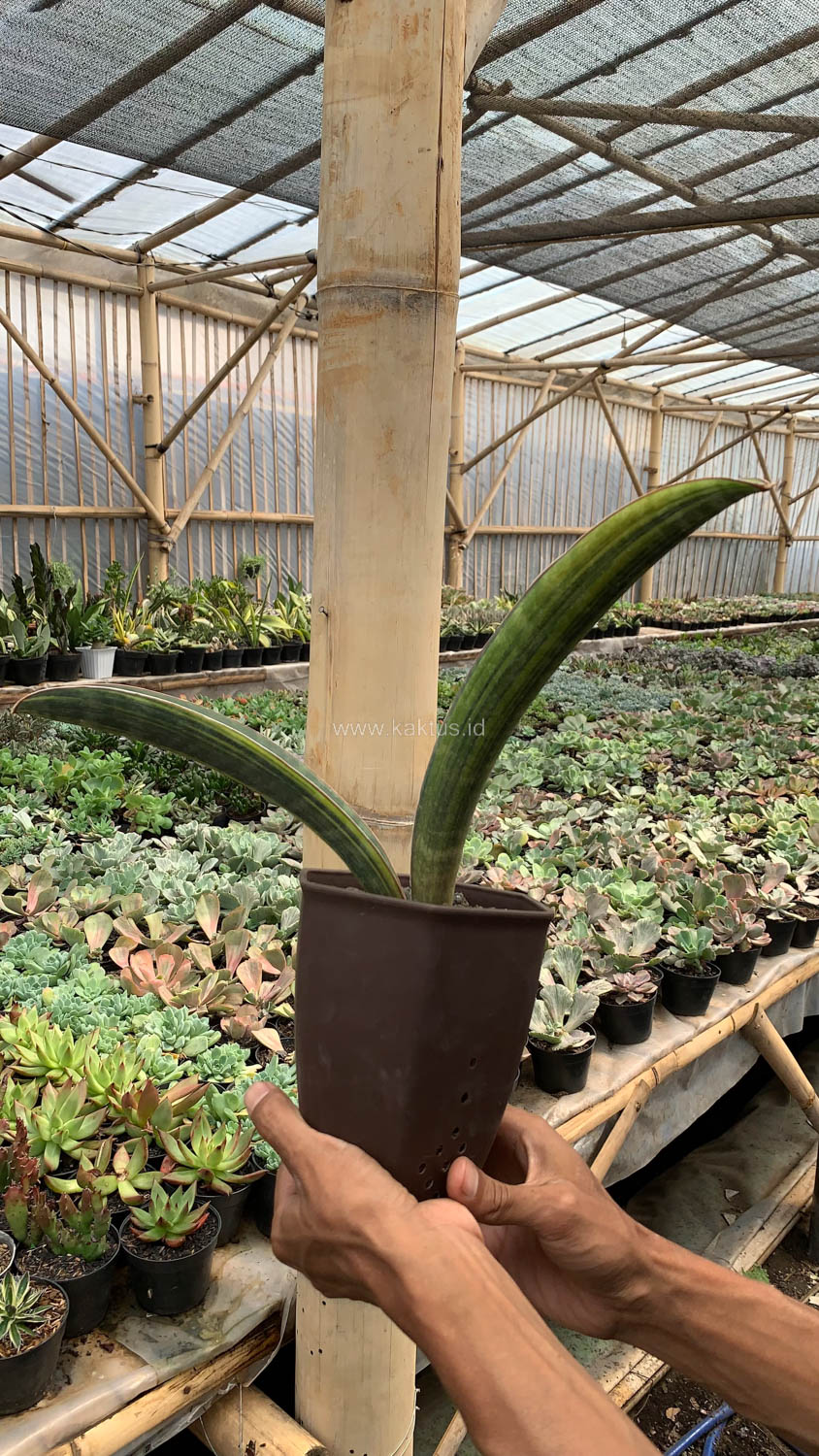 1076. Sansevieria Baseball Variegated - Image 16