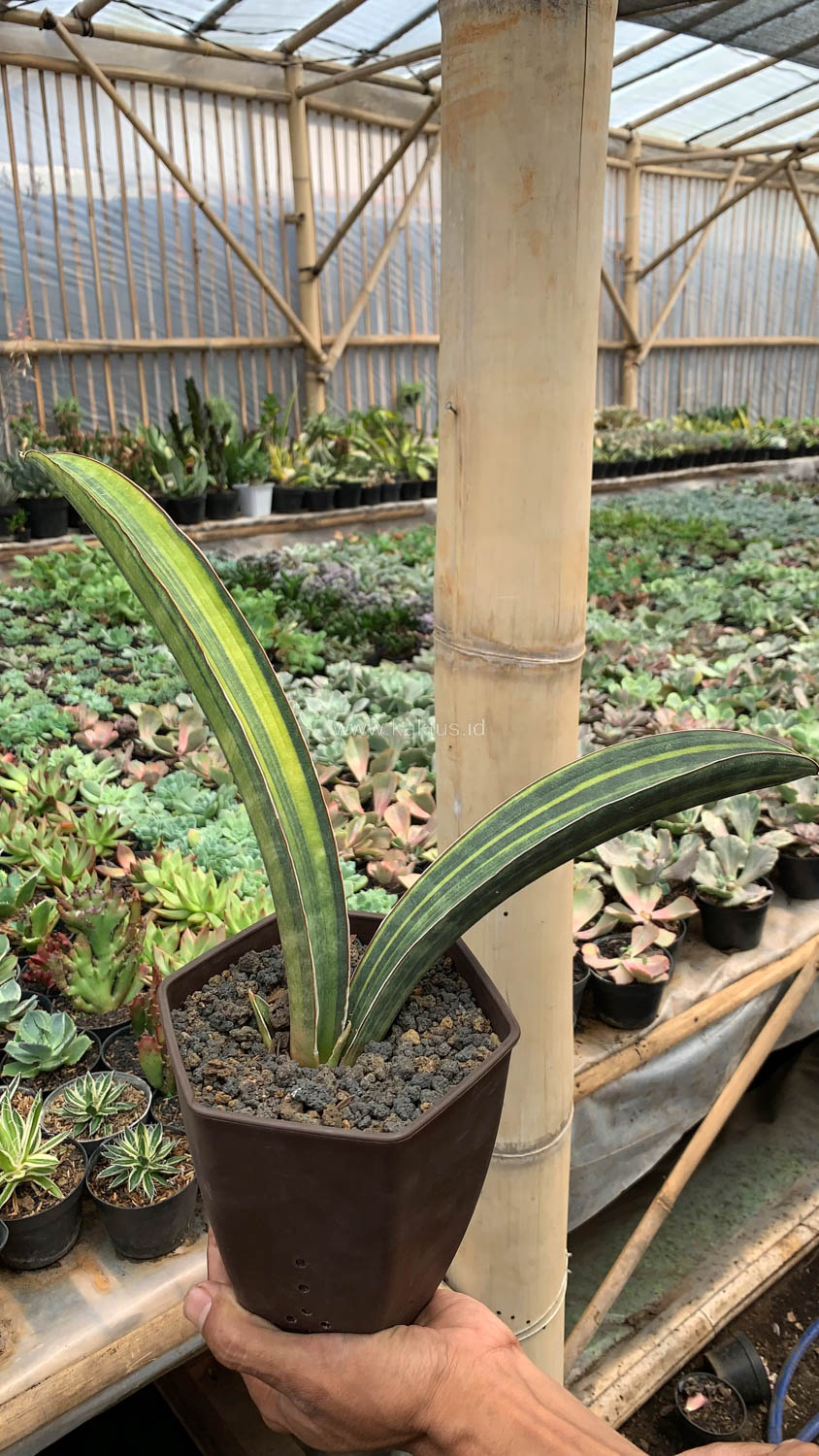1076. Sansevieria Baseball Variegated - Image 22