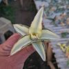 1077. Sansevieria Robusta Dwarf Aurea Variegated
