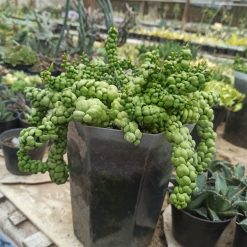 Alternative view of 1078. Dischidia Dragon Jade Pot 20 Cm
