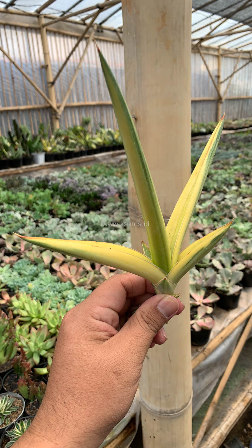 1079. Sansevieria Downsi Chahinian Aurea Variegated - Image 6