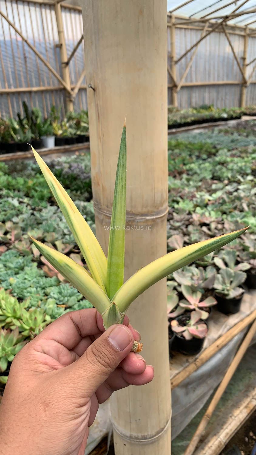 1079. Sansevieria Downsi Chahinian Aurea Variegated - Image 5