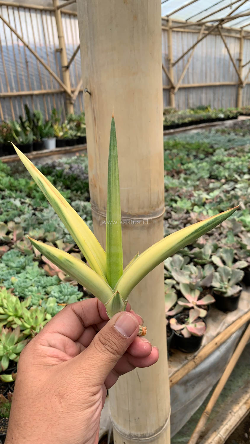 1079. Sansevieria Downsi Chahinian Aurea Variegated - Image 4