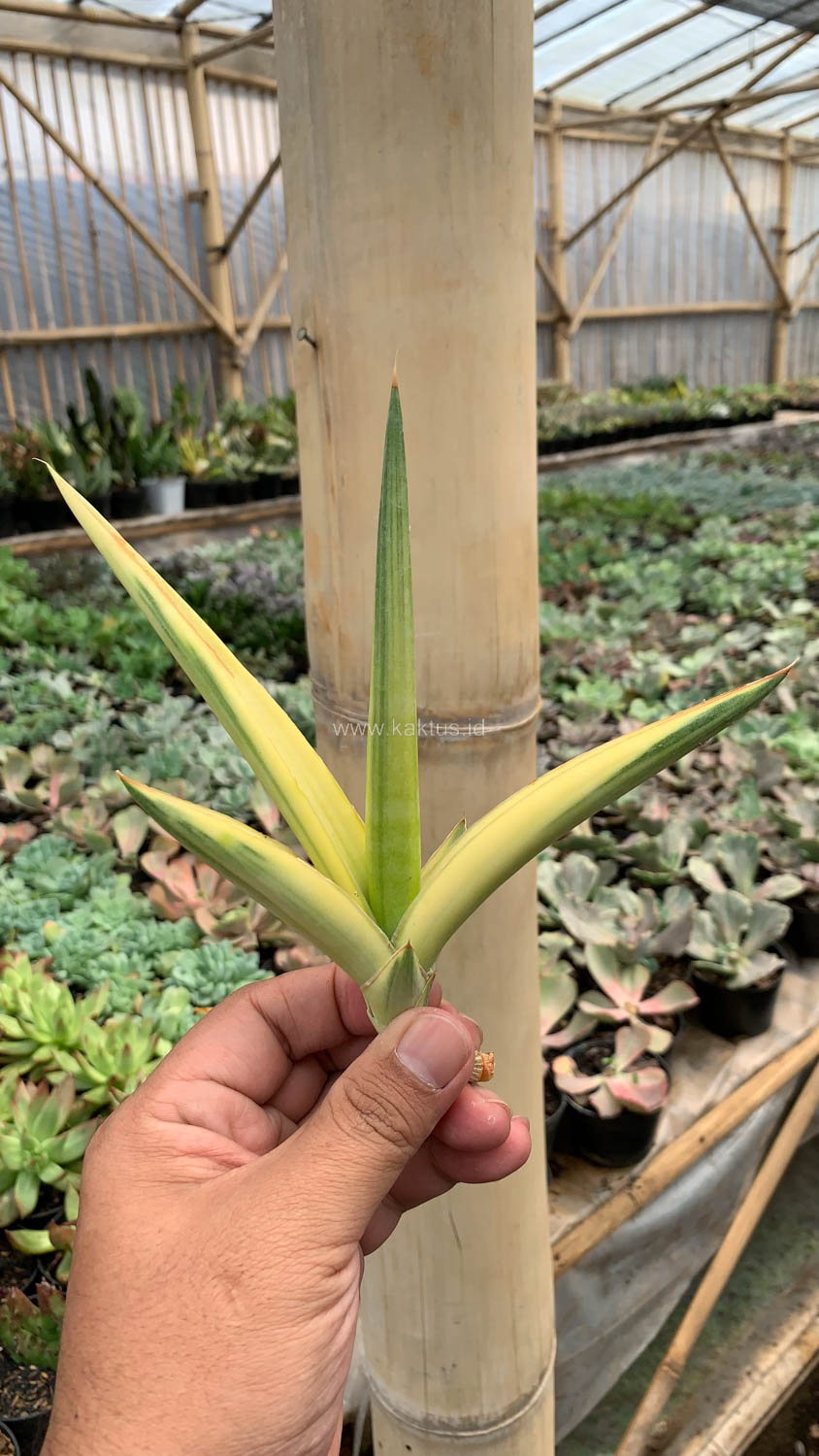 1079. Sansevieria Downsi Chahinian Aurea Variegated - Image 3