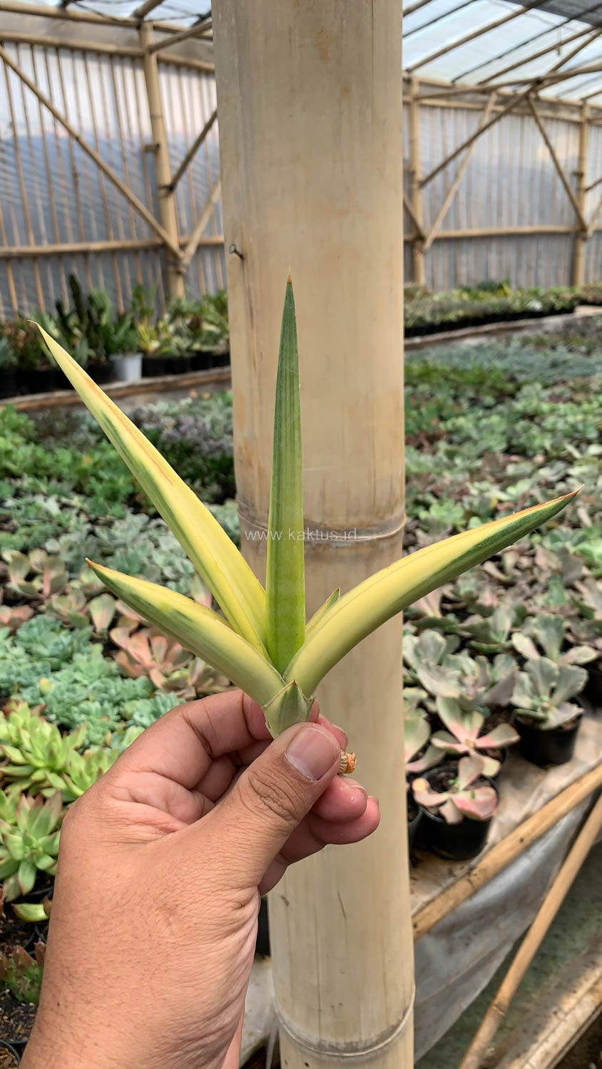 1079. Sansevieria Downsi Chahinian Aurea Variegated - Image 2