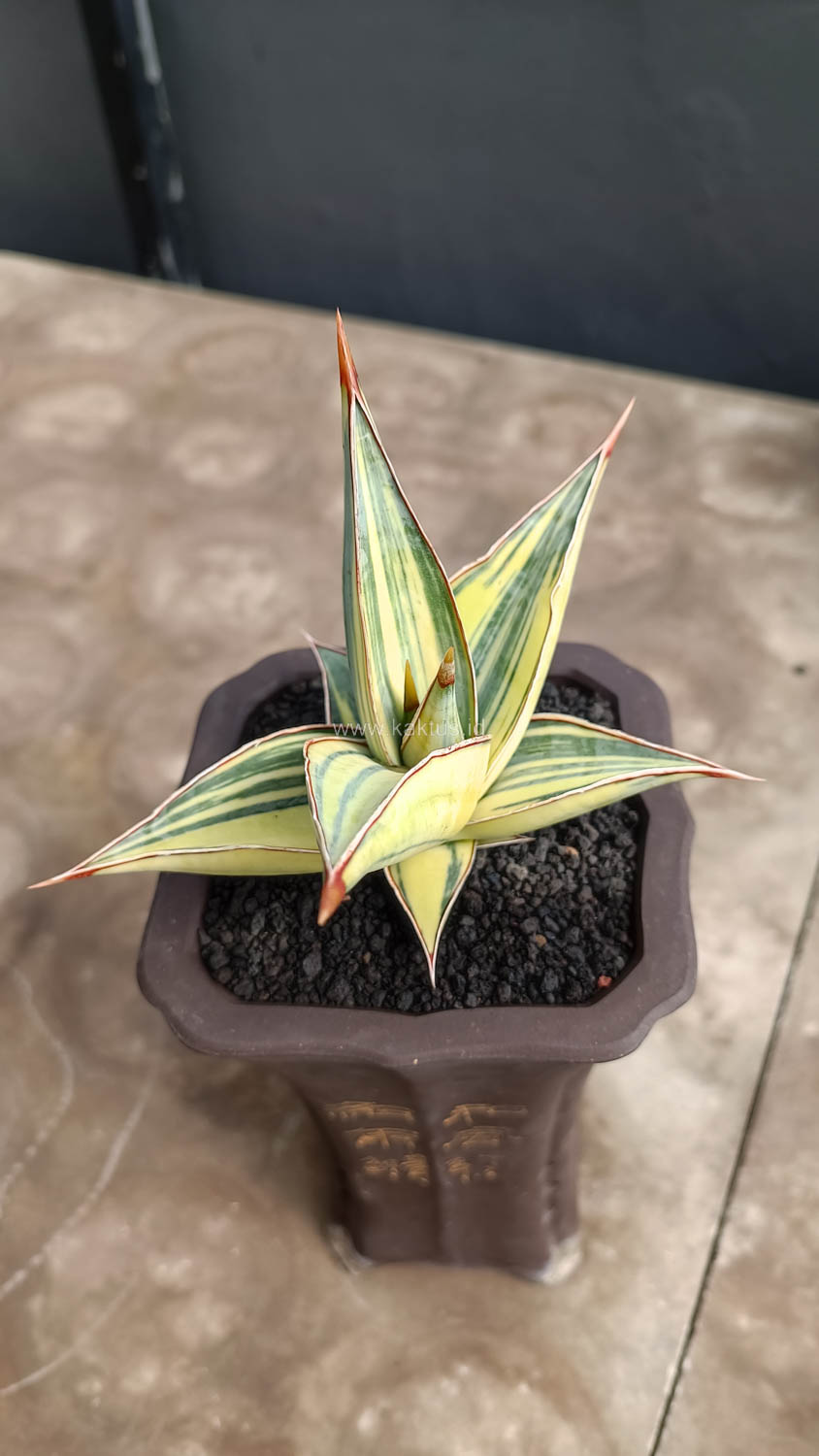 1082. Sansevieria Pinguicula Variegated Height 8 Cm - Image 6