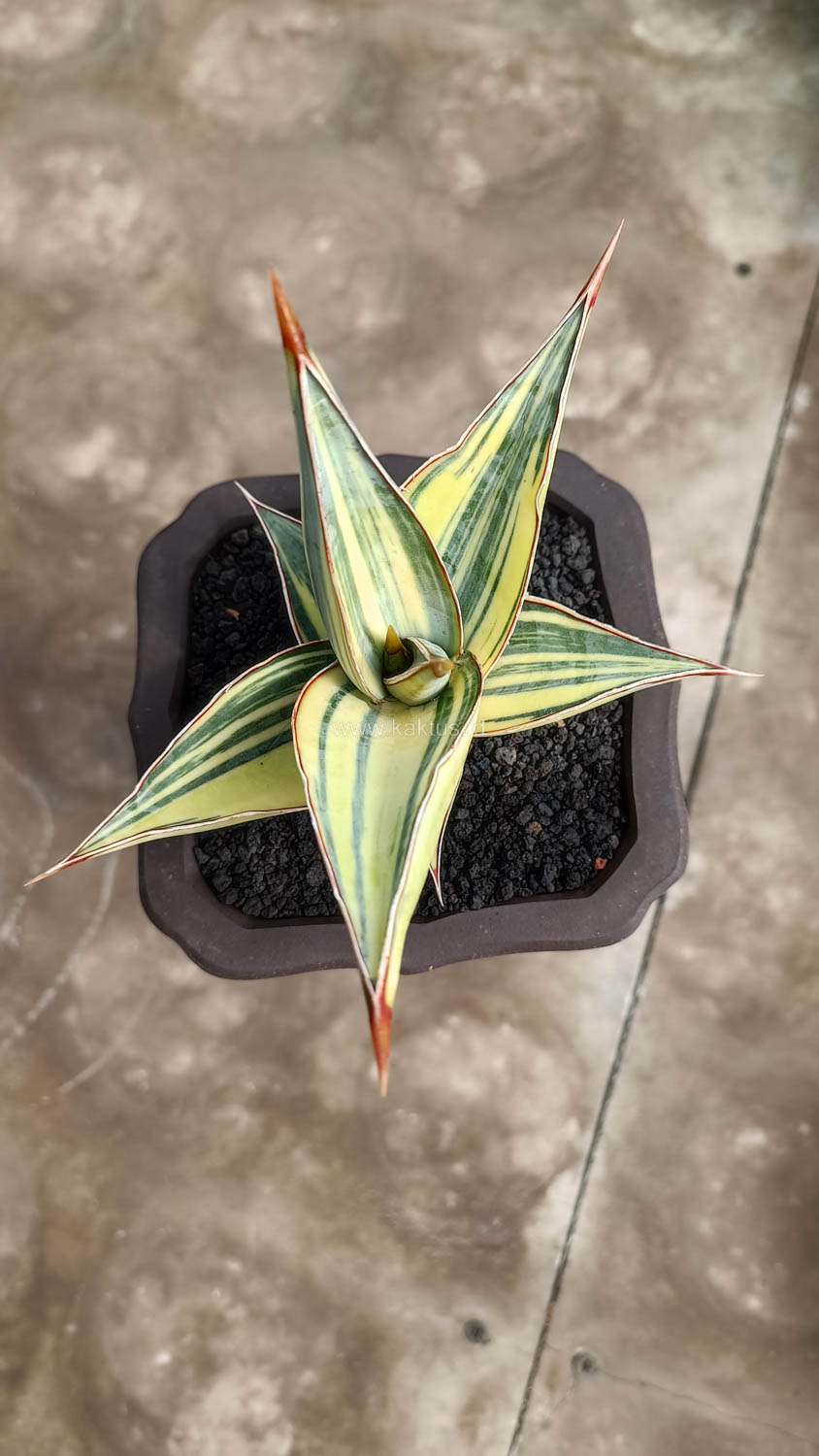 1082. Sansevieria Pinguicula Variegated Height 8 Cm - Image 5