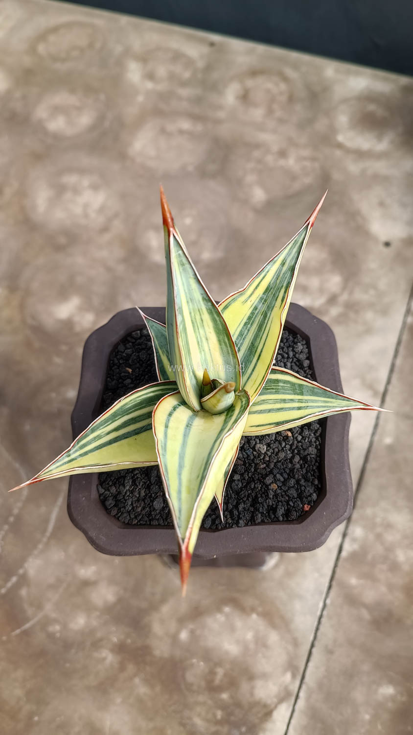 1082. Sansevieria Pinguicula Variegated Height 8 Cm - Image 4