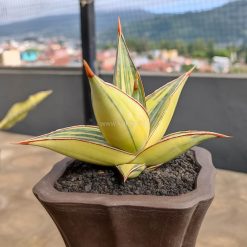 Alternative view of 1082. Sansevieria Pinguicula Variegated Height 8 Cm