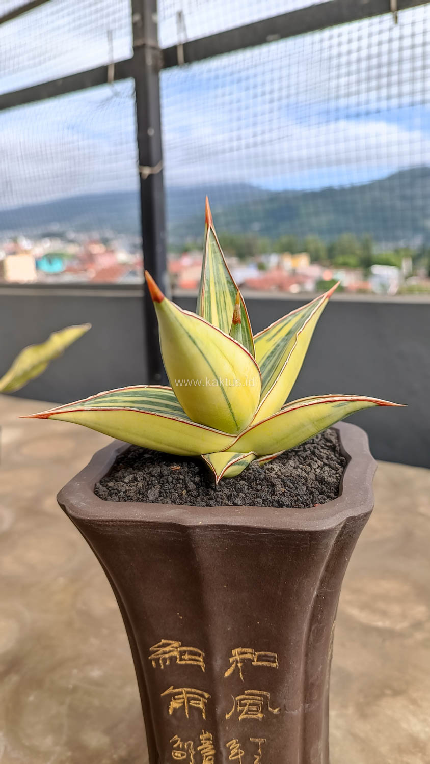 1082. Sansevieria Pinguicula Variegated Height 8 Cm - Image 2