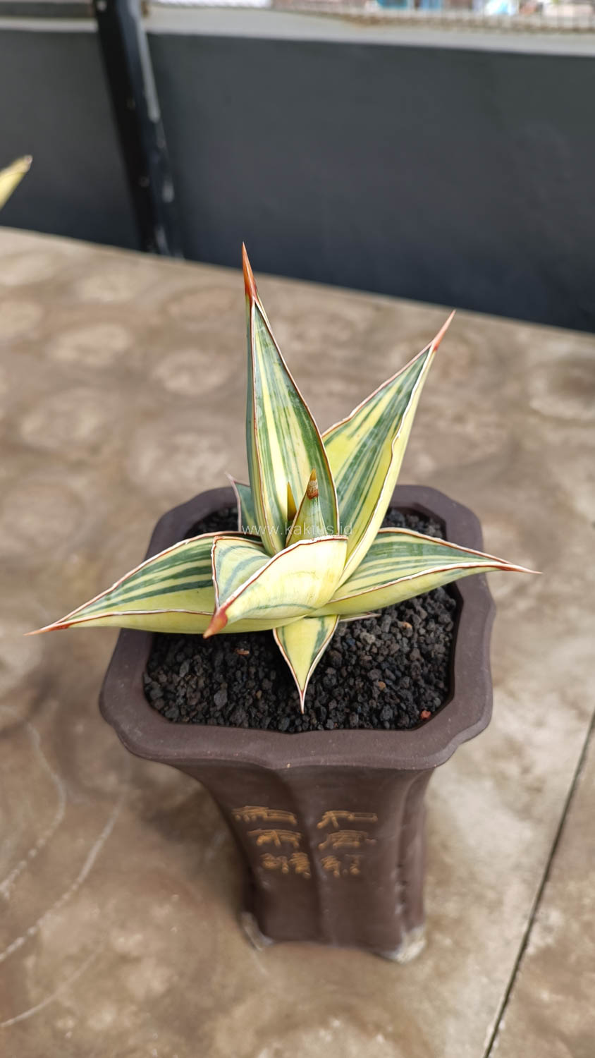 1082. Sansevieria Pinguicula Variegated Height 8 Cm - Image 7