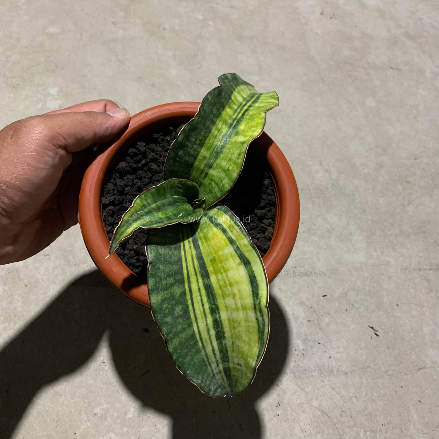 1083. Sansevieria Hawaiian Star Variegated - Image 8