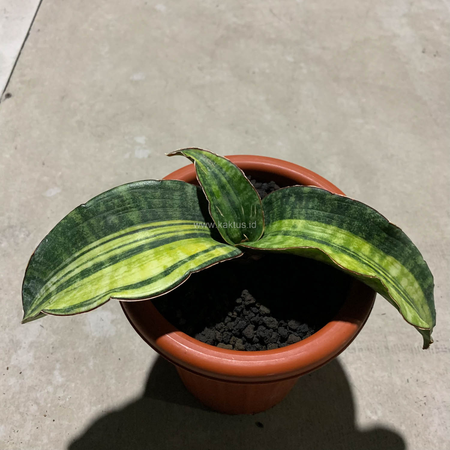 1083. Sansevieria Hawaiian Star Variegated - Image 6