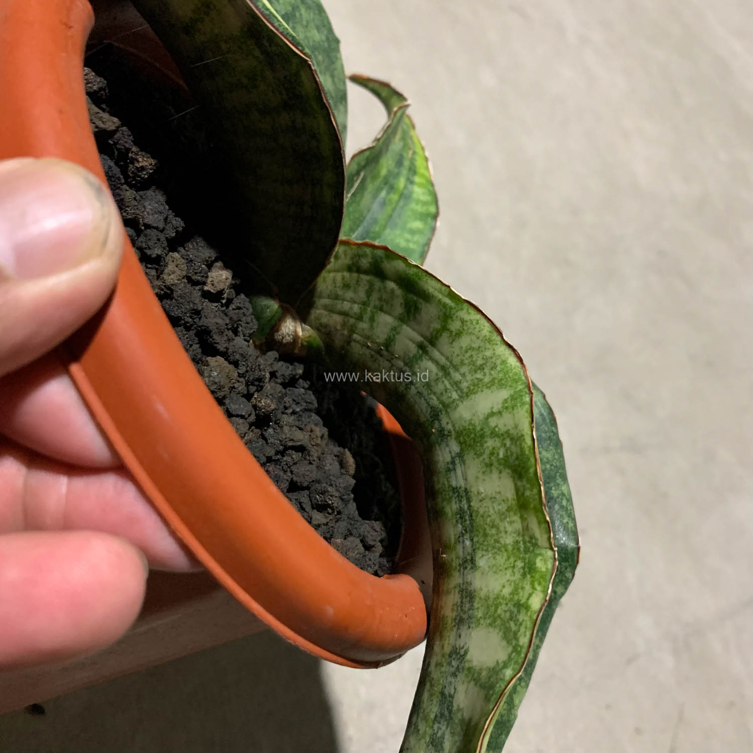 1083. Sansevieria Hawaiian Star Variegated - Image 7