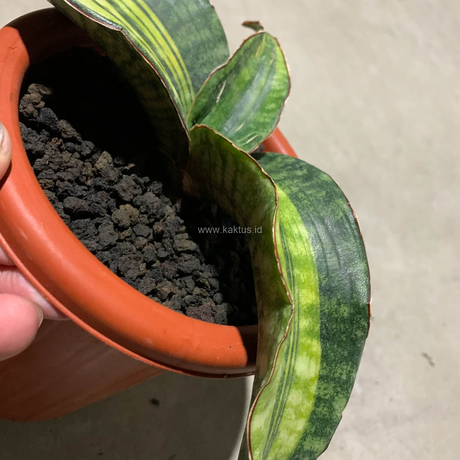 1083. Sansevieria Hawaiian Star Variegated - Image 5