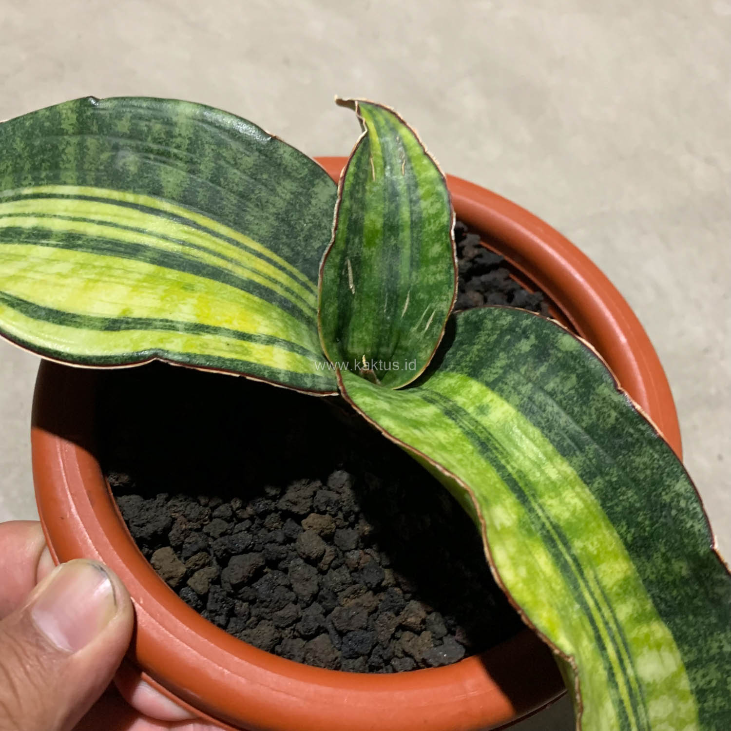 1083. Sansevieria Hawaiian Star Variegated - Image 2