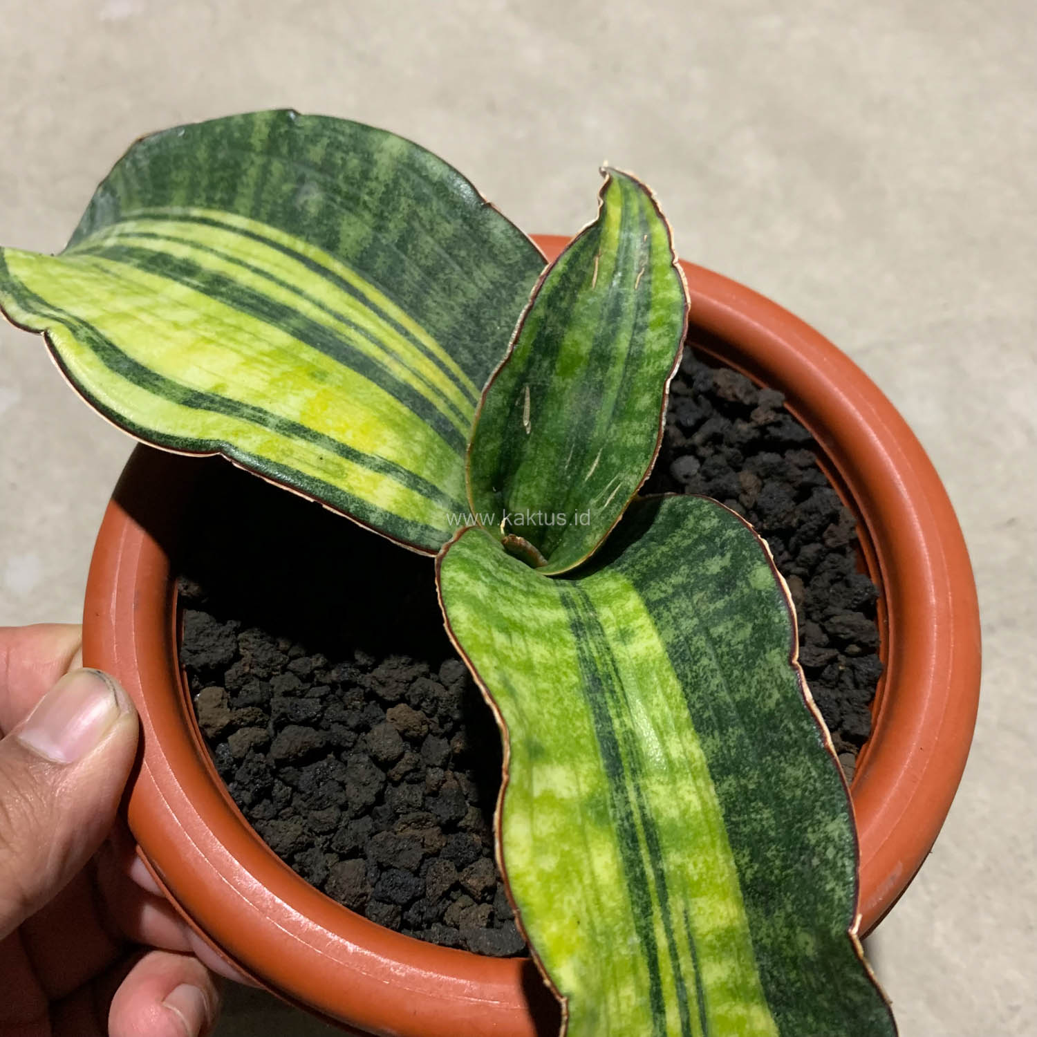 1083. Sansevieria Hawaiian Star Variegated - Image 4