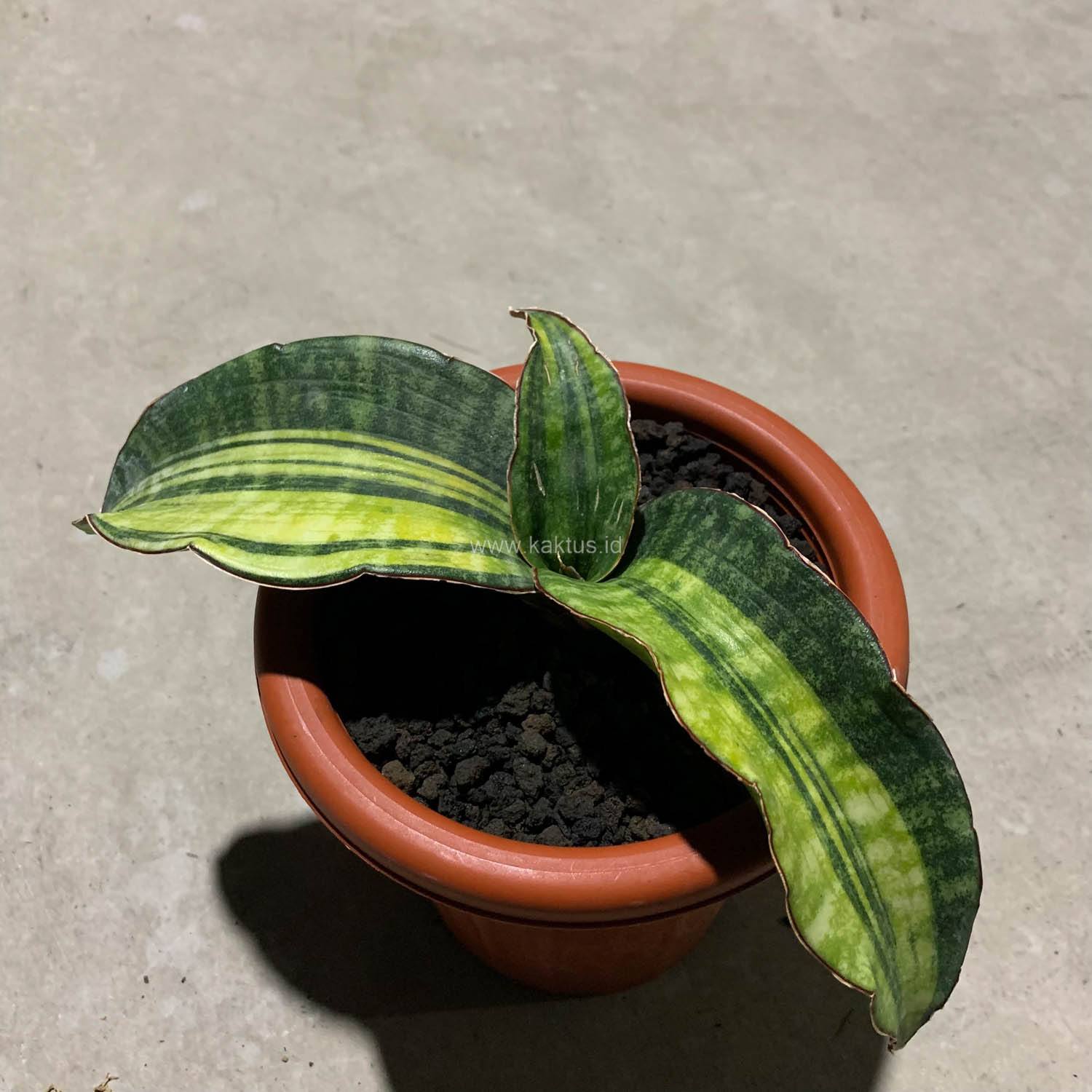 1083. Sansevieria Hawaiian Star Variegated - Image 3