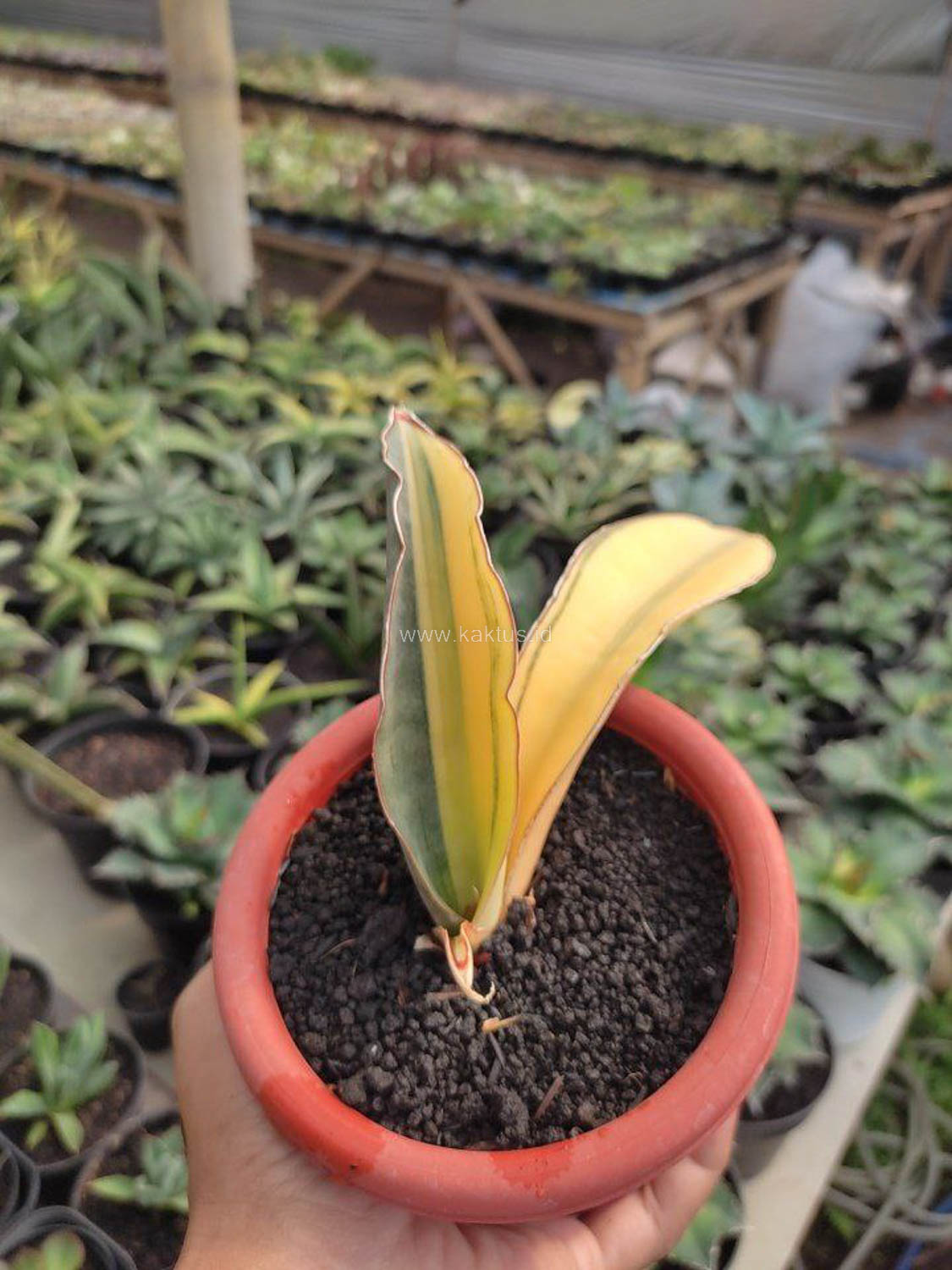 1084. Sansevieria Super Pink Variegated - Image 9