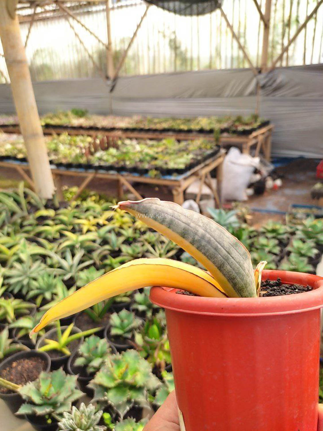 1084. Sansevieria Super Pink Variegated - Image 3