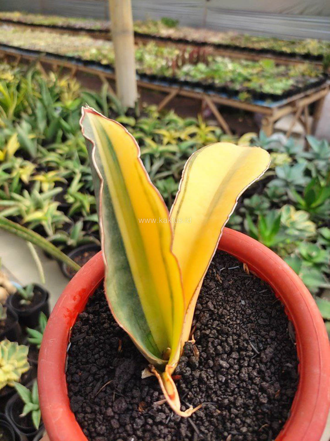 1084. Sansevieria Super Pink Variegated - Image 5