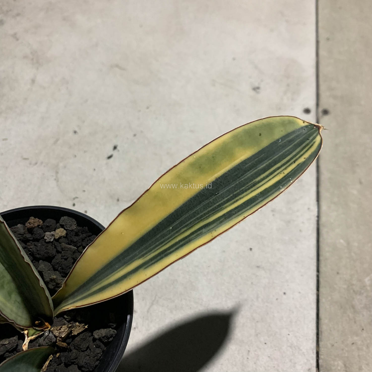 1084. Sansevieria Super Pink Variegated - Image 8