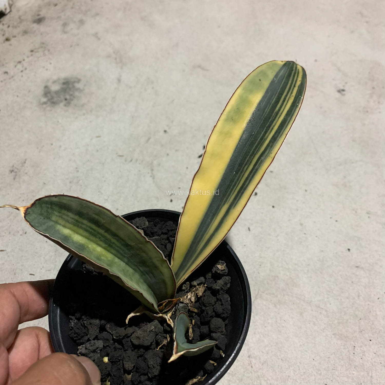 1084. Sansevieria Super Pink Variegated - Image 6