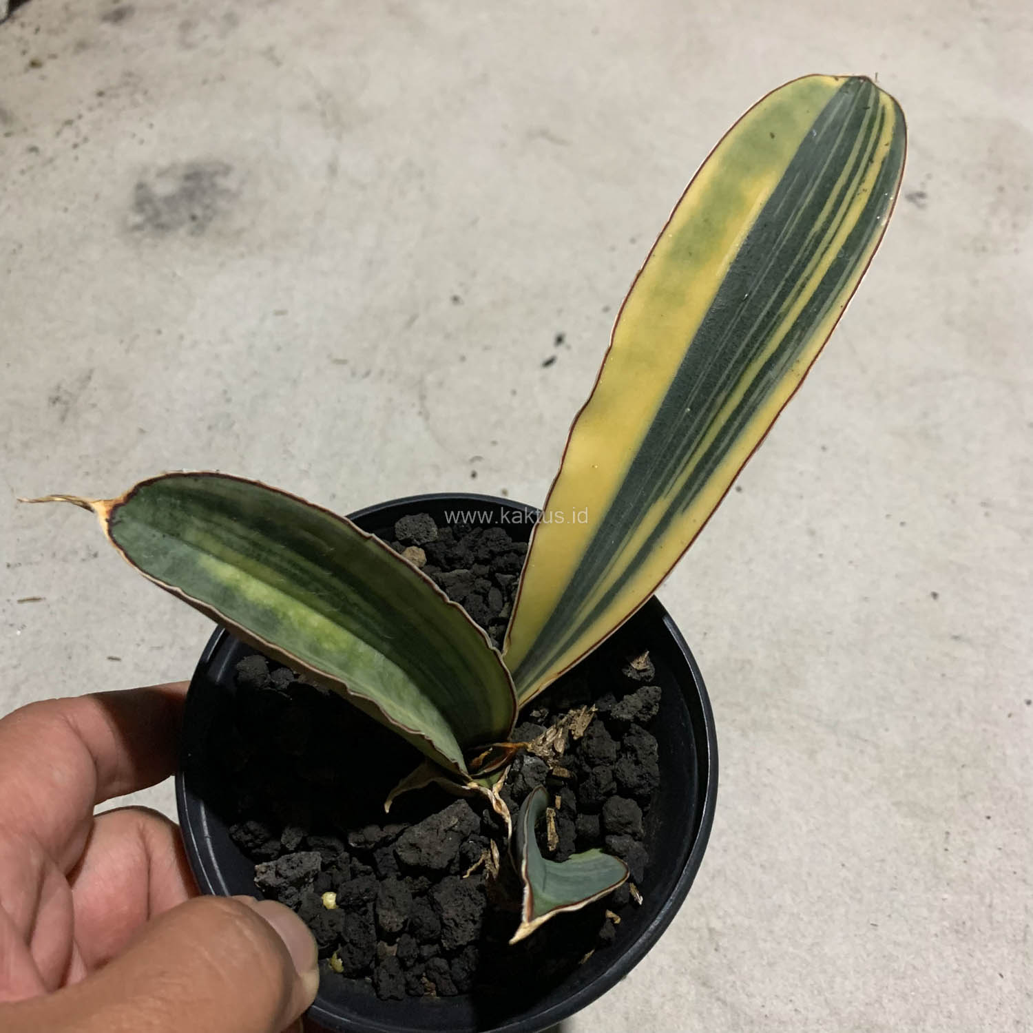 1084. Sansevieria Super Pink Variegated - Image 4
