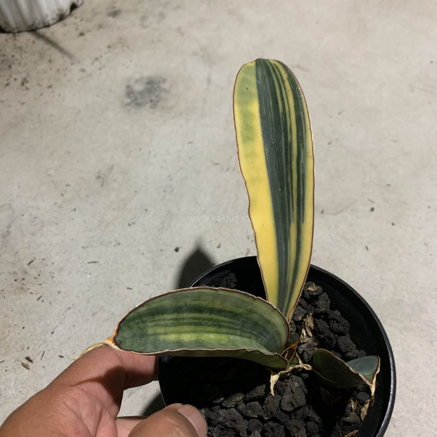 1084. Sansevieria Super Pink Variegated - Image 2
