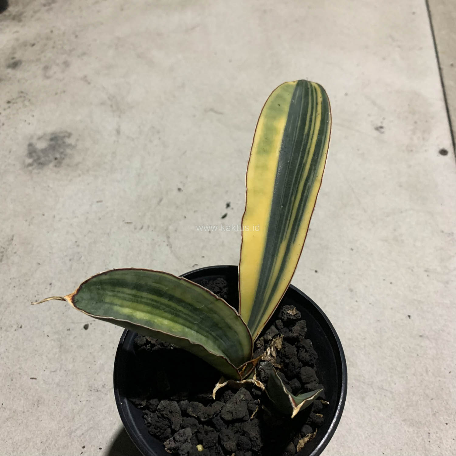 1084. Sansevieria Super Pink Variegated - Image 10