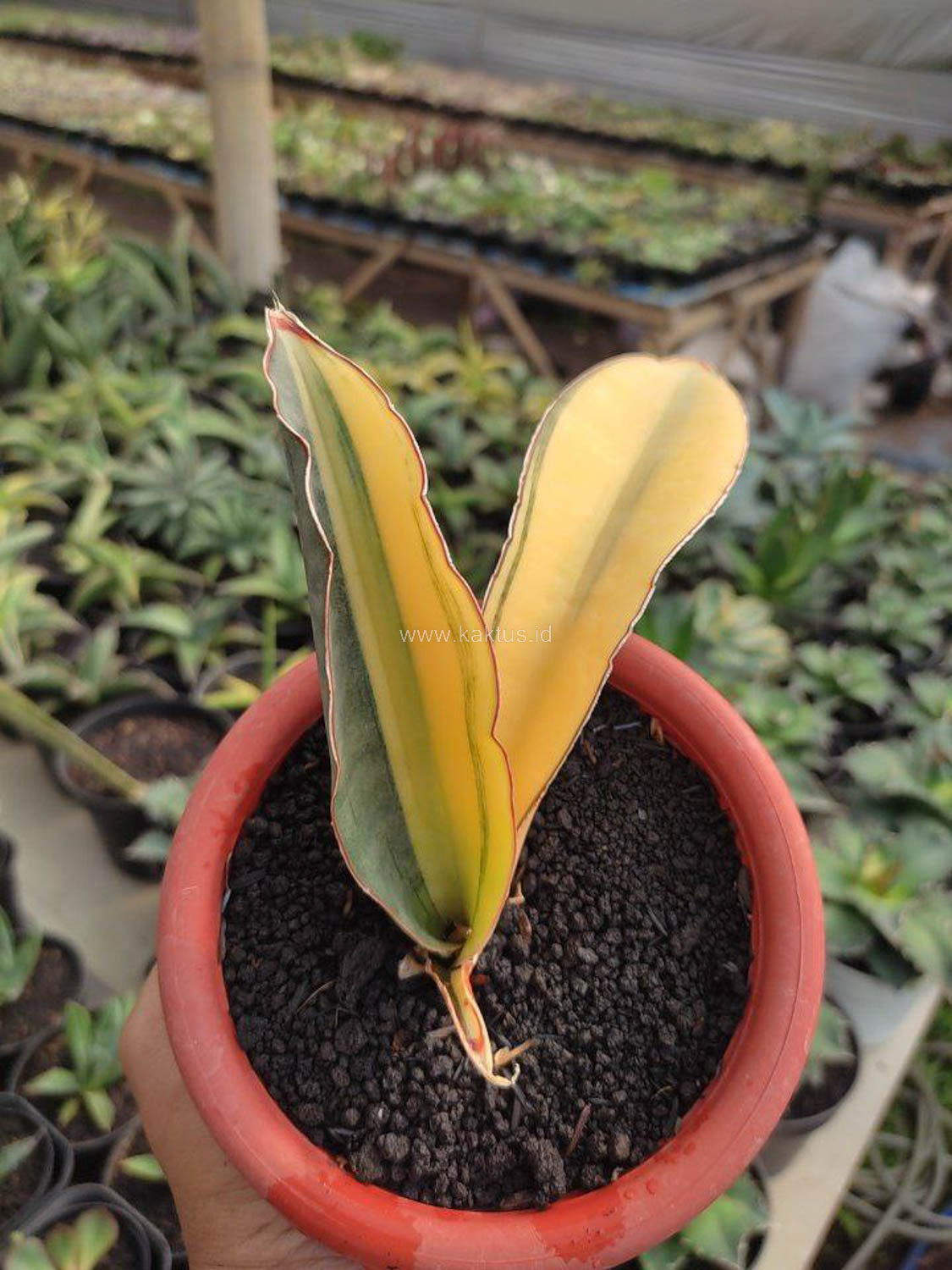 1084. Sansevieria Super Pink Variegated - Image 7