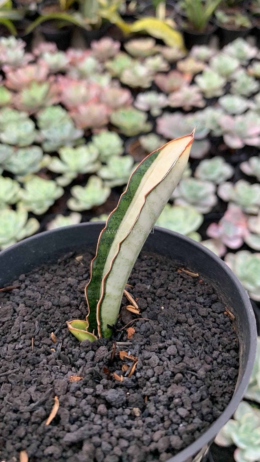 1085. Sansevieria Malawi Bat White Variegated - Image 2