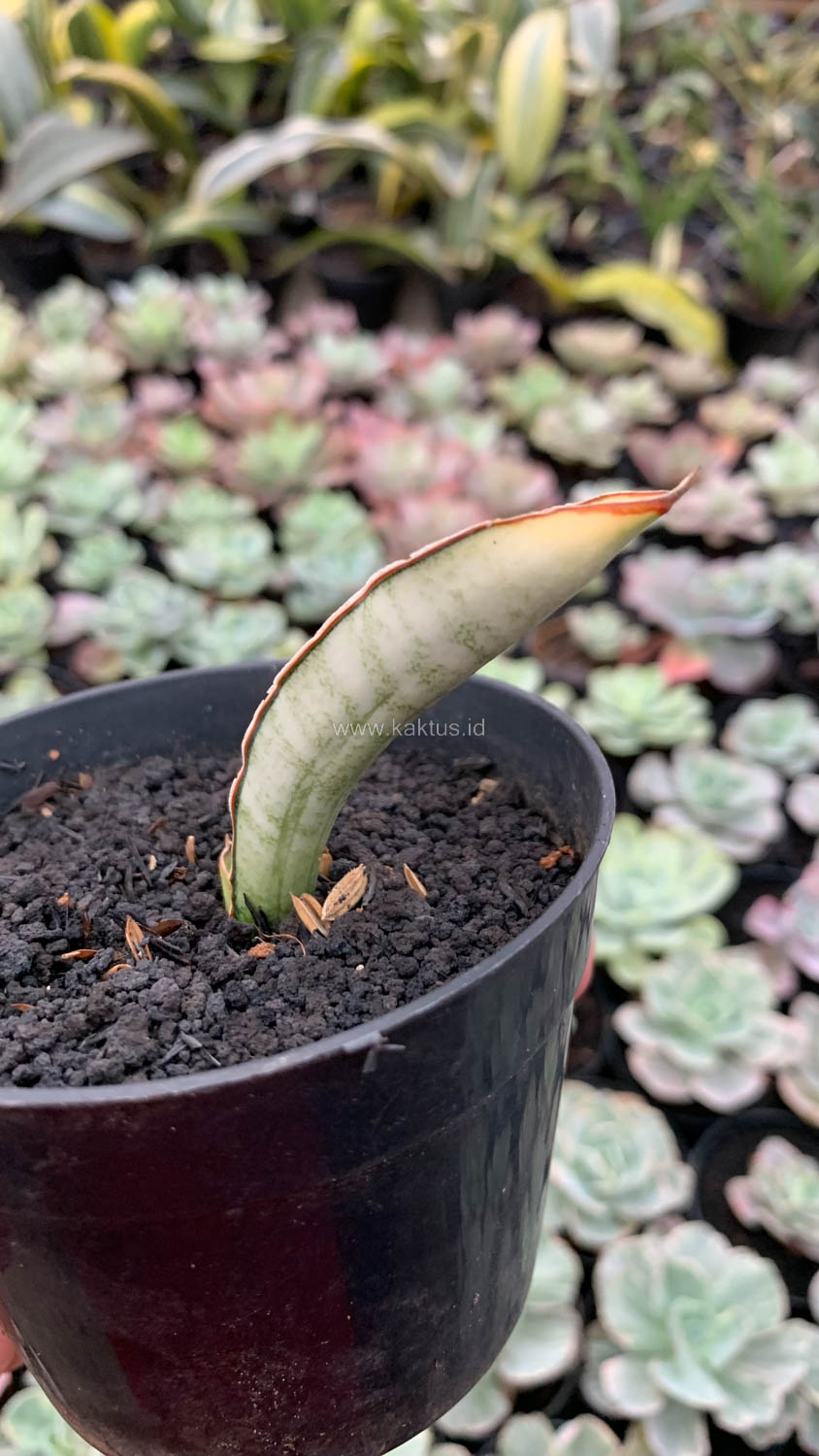 1085. Sansevieria Malawi Bat White Variegated - Image 7