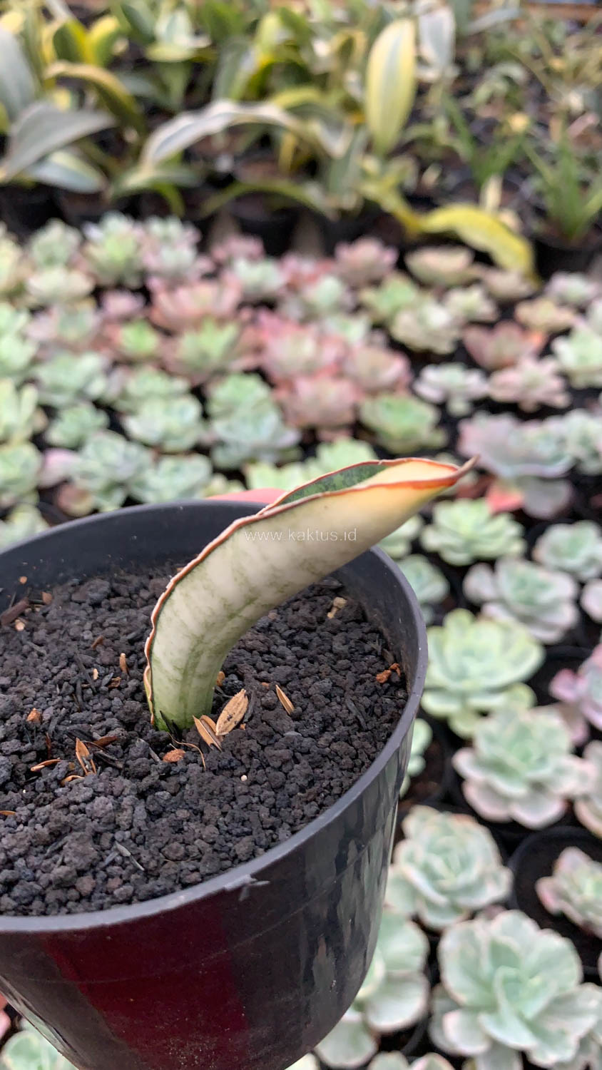 1085. Sansevieria Malawi Bat White Variegated - Image 12