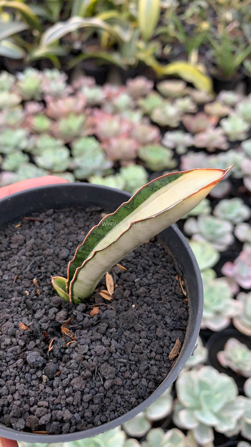 1085. Sansevieria Malawi Bat White Variegated - Image 16