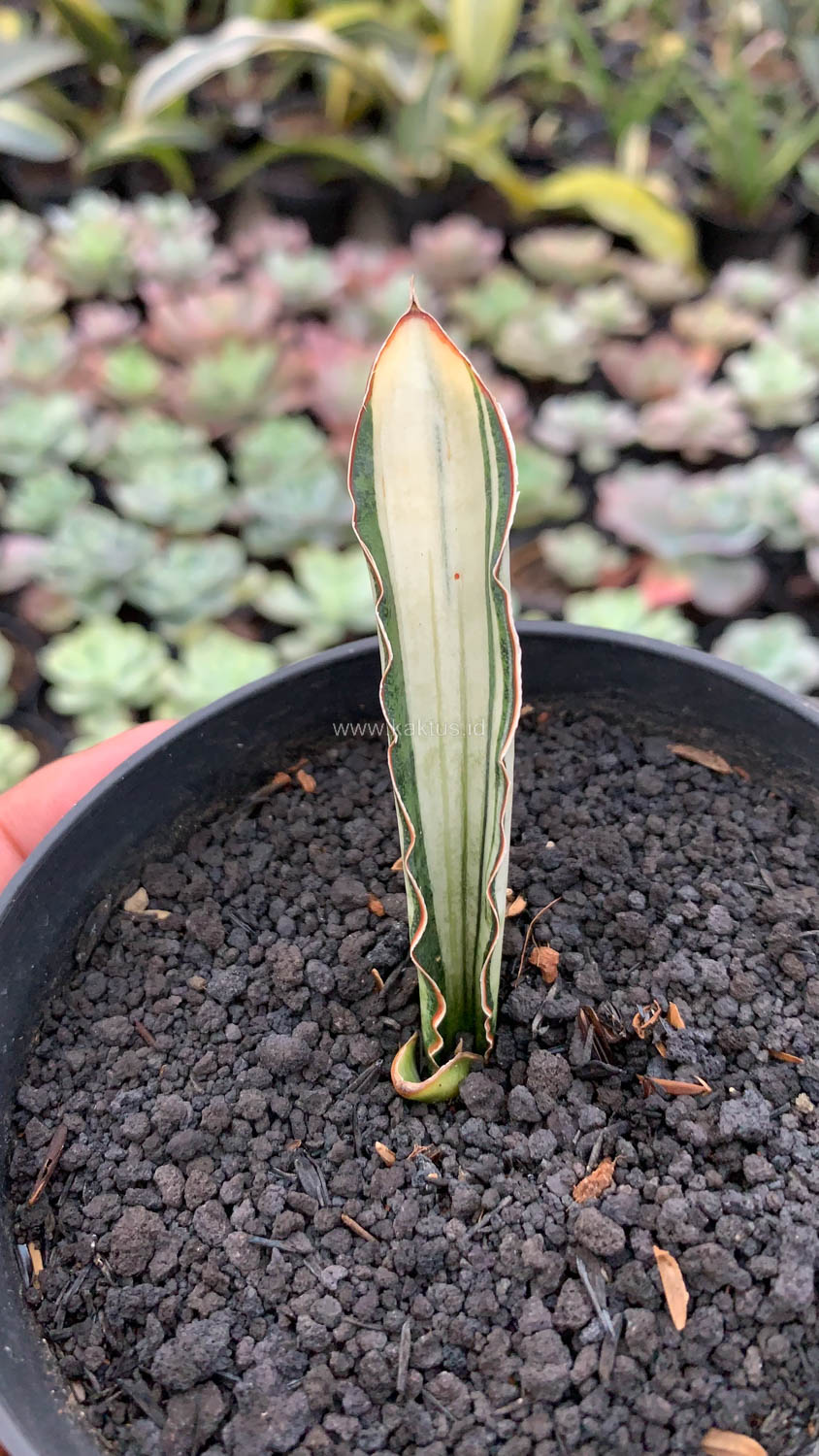 1085. Sansevieria Malawi Bat White Variegated - Image 19