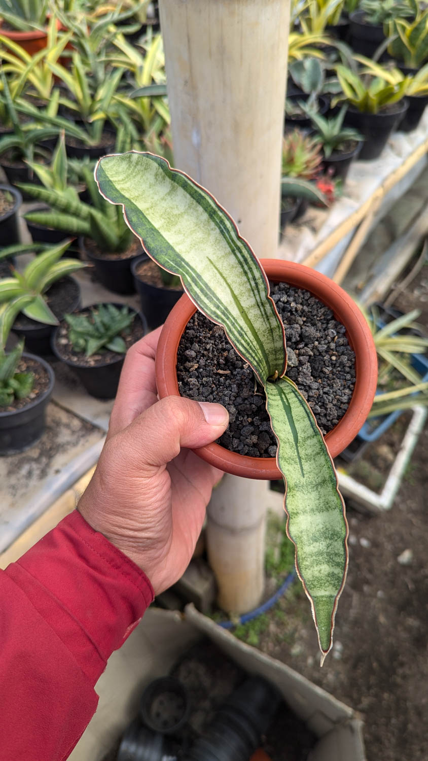 1085. Sansevieria Malawi Bat White Variegated - Image 18