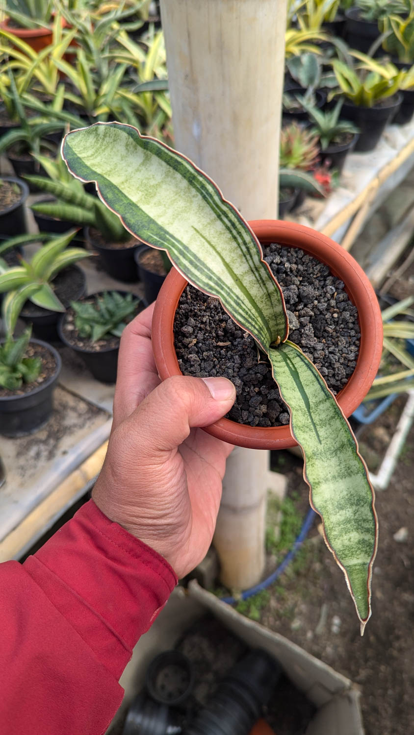 1085. Sansevieria Malawi Bat White Variegated - Image 15