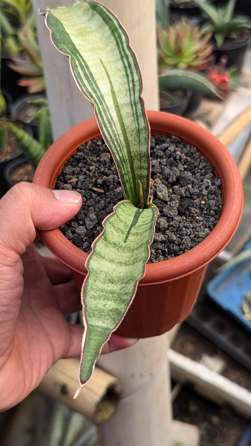 1085. Sansevieria Malawi Bat White Variegated - Image 9