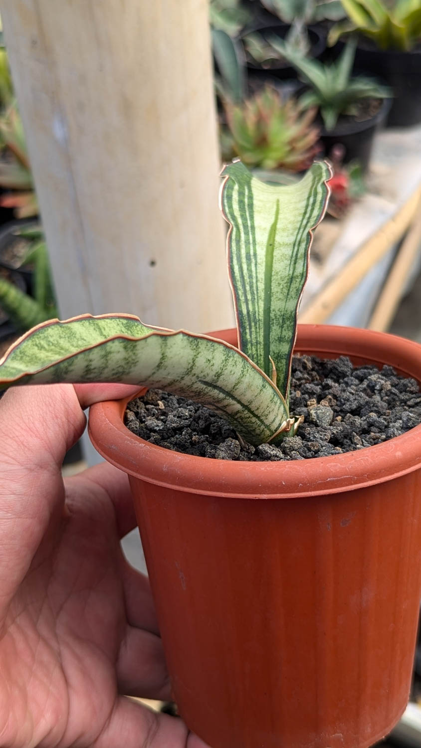 1085. Sansevieria Malawi Bat White Variegated - Image 8
