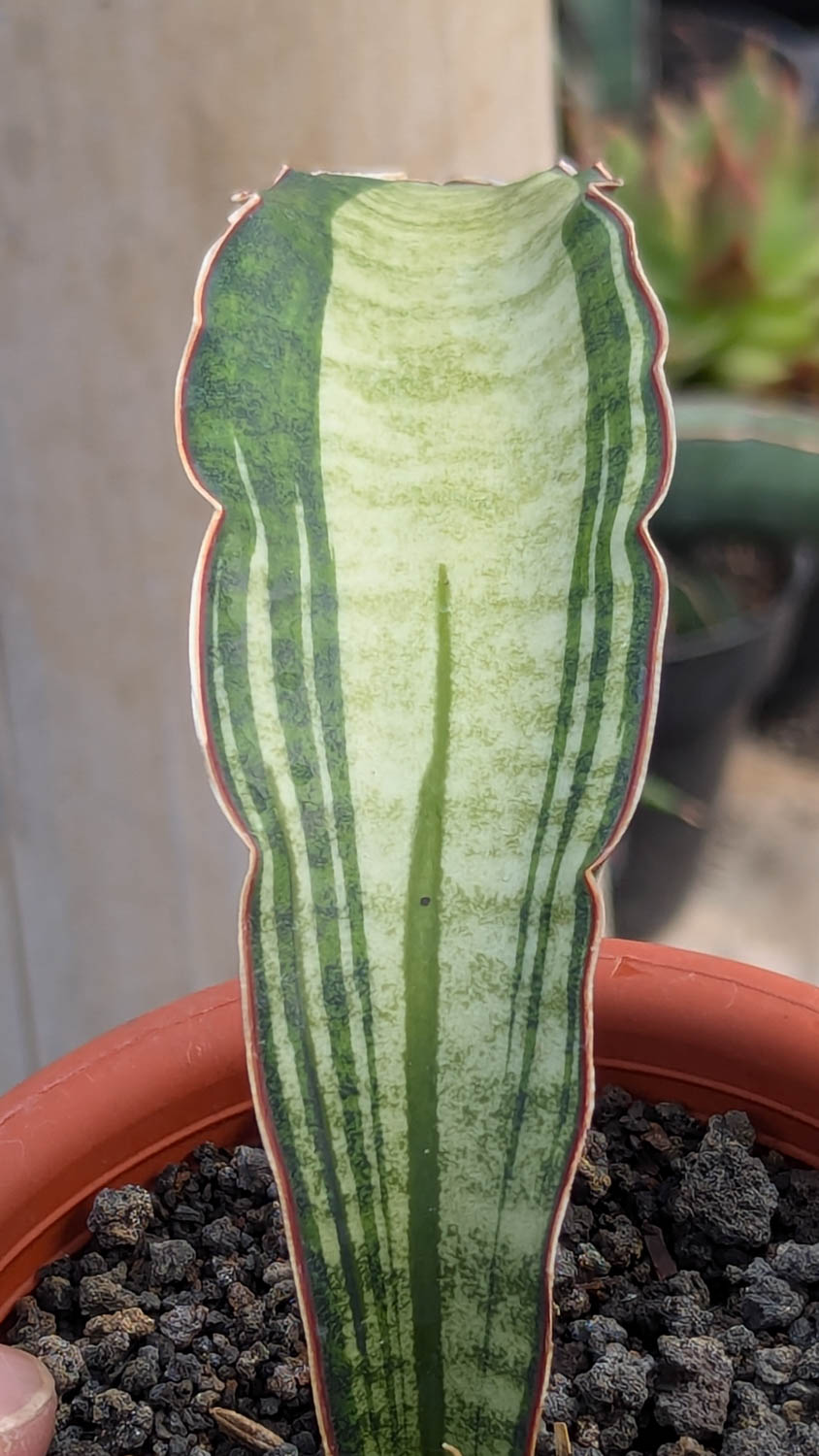 1085. Sansevieria Malawi Bat White Variegated - Image 6