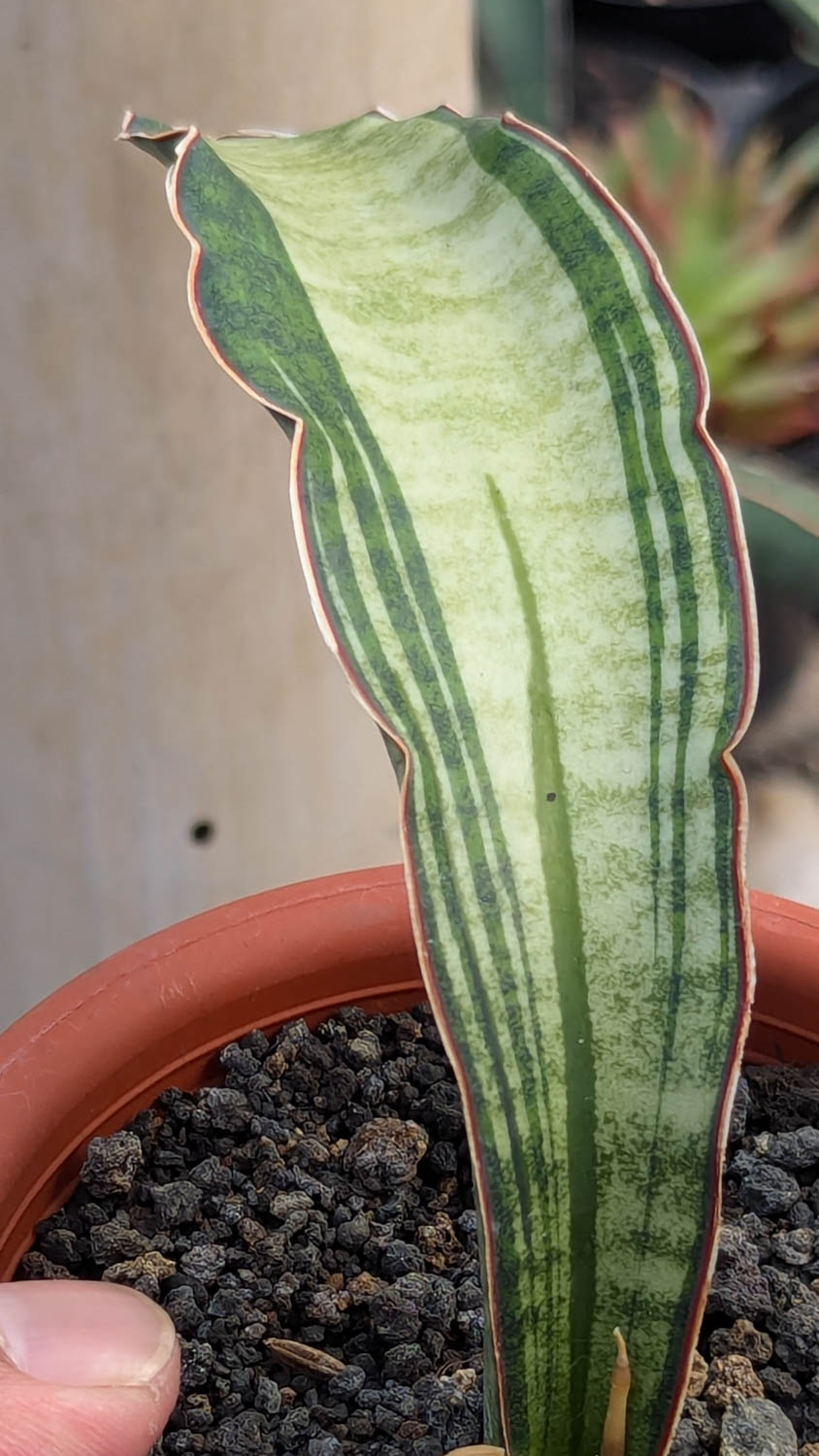 1085. Sansevieria Malawi Bat White Variegated - Image 13