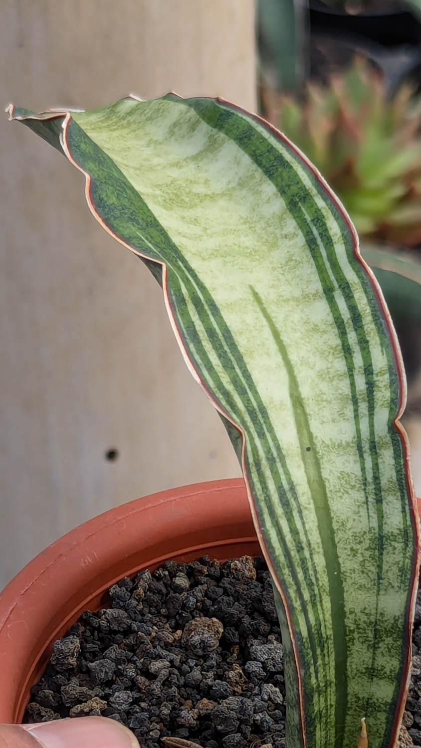1085. Sansevieria Malawi Bat White Variegated - Image 11